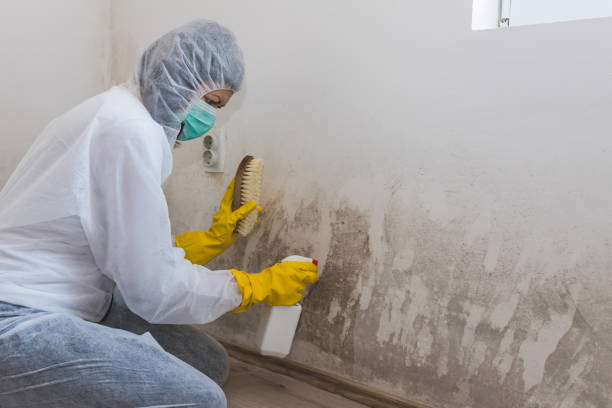 Best Mold Removal Company Near Me  in Delafield, WI