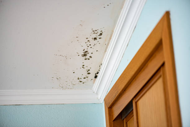 Best Mold Cleaning Services  in Delafield, WI