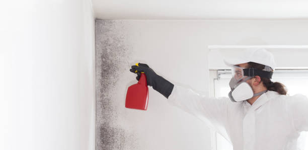 Best Mold Testing  in Delafield, WI