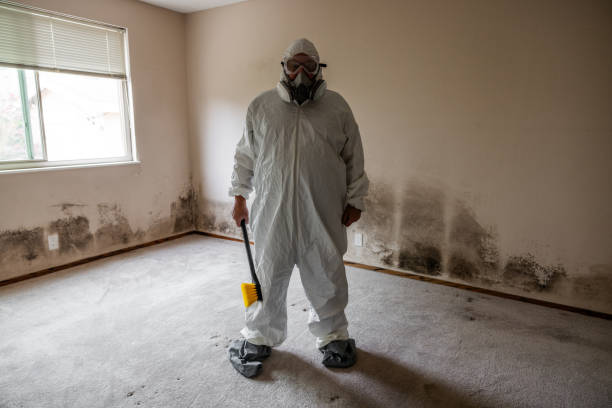 Best Mold Removal and Inspection  in Delafield, WI