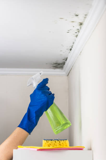 Best Commercial Mold Removal  in Delafield, WI